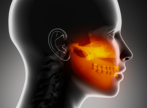 Medical illustration showing the jaw, teeth and sinuses relating to jaw specialist treatment.