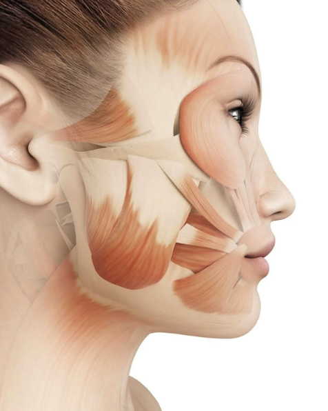 Orofacial Myology Example