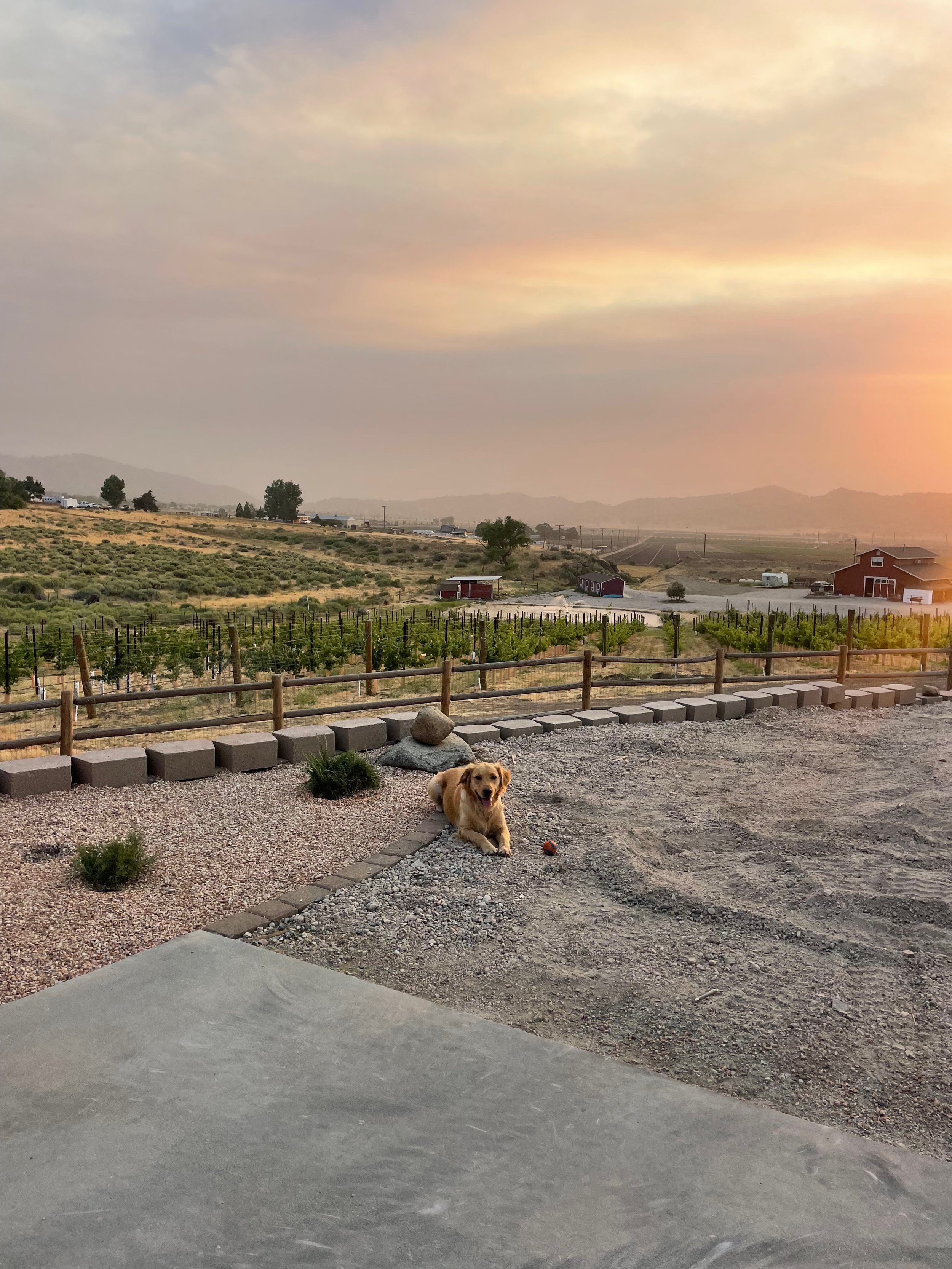 A dog lying on the ground near a small orange ball, with a scenic farm landscape in the background at sunset, including rows of crops, farm buildings, and mountains in the distance.