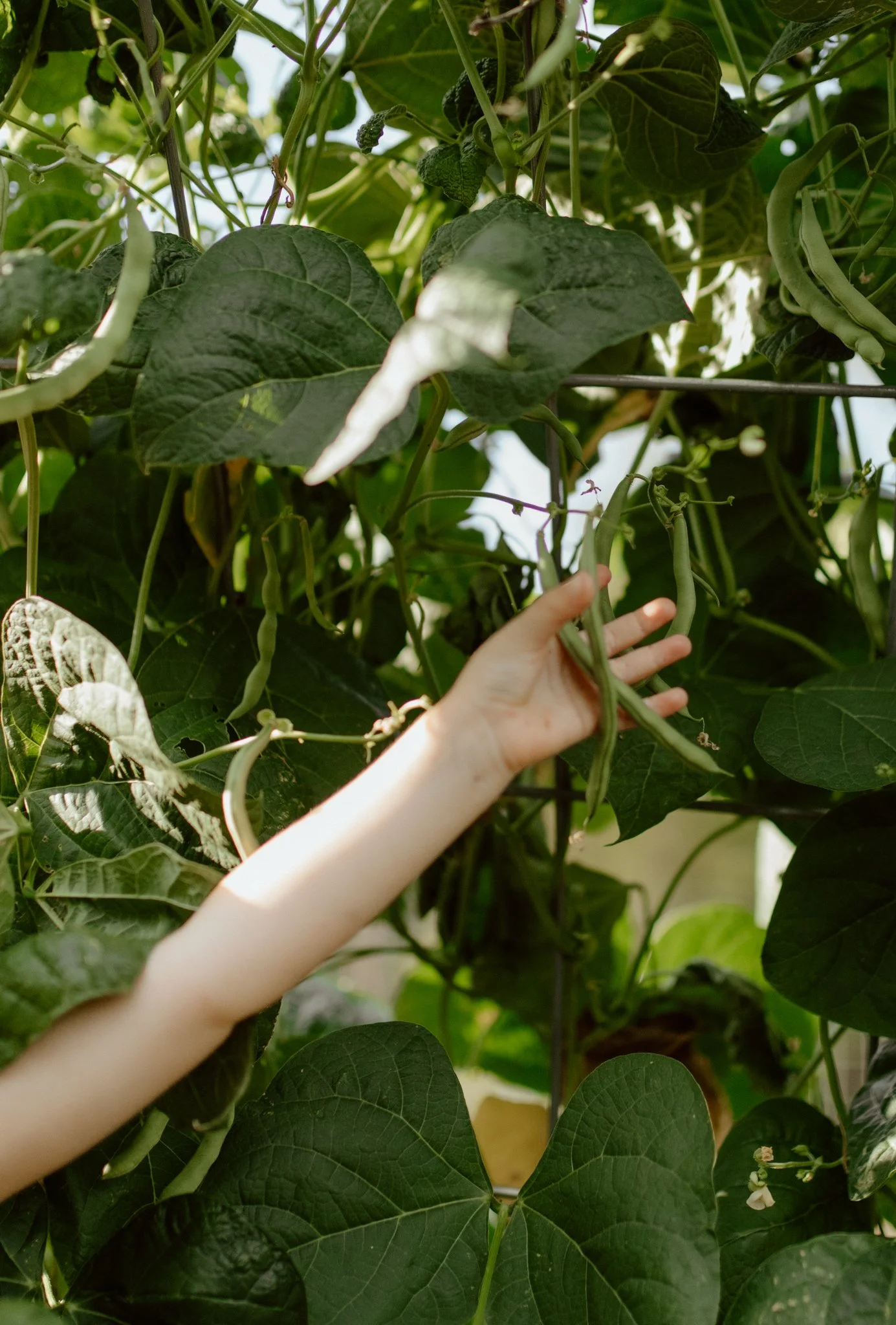 A person's hand reaching into a lush green bean plant with multiple bean pods and large leaves.