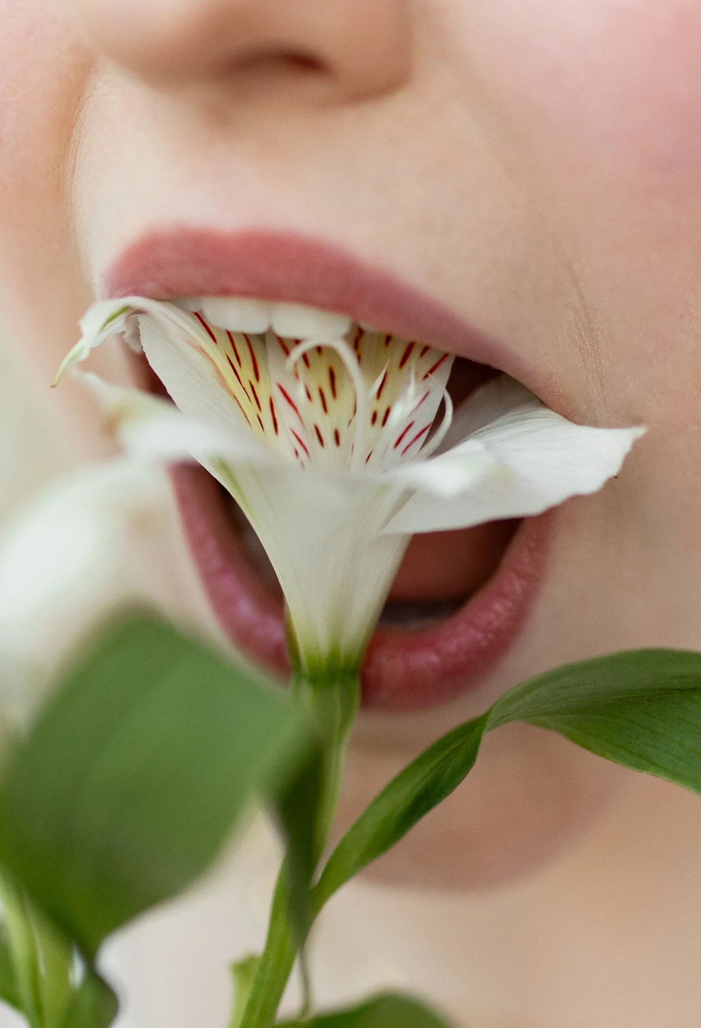 Close-up of a person with lips slightly parted, holding a white flower with red streaks near their mouth.