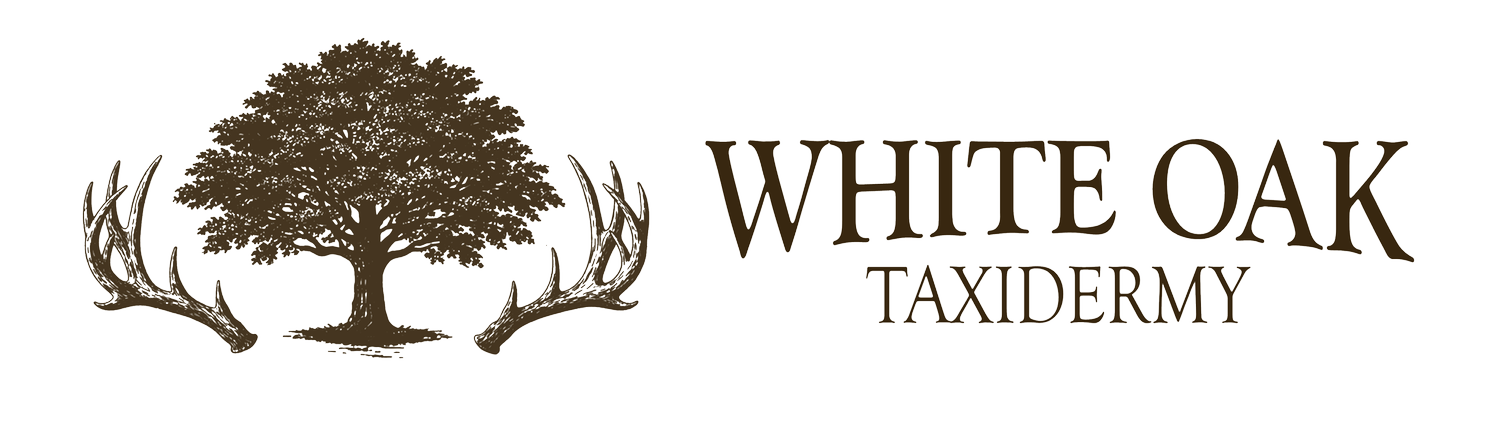 White Oak Taxidermy