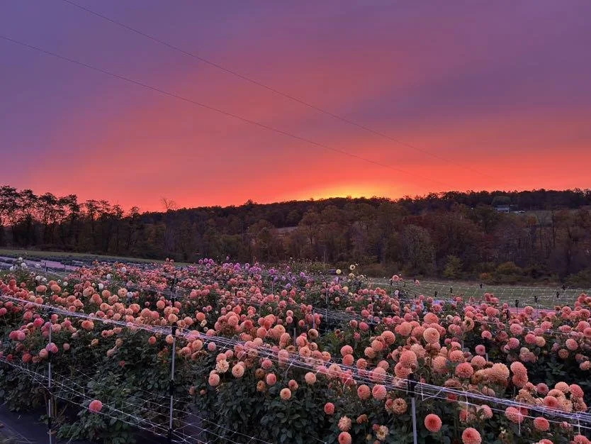 Sunrise over Dahlia Field