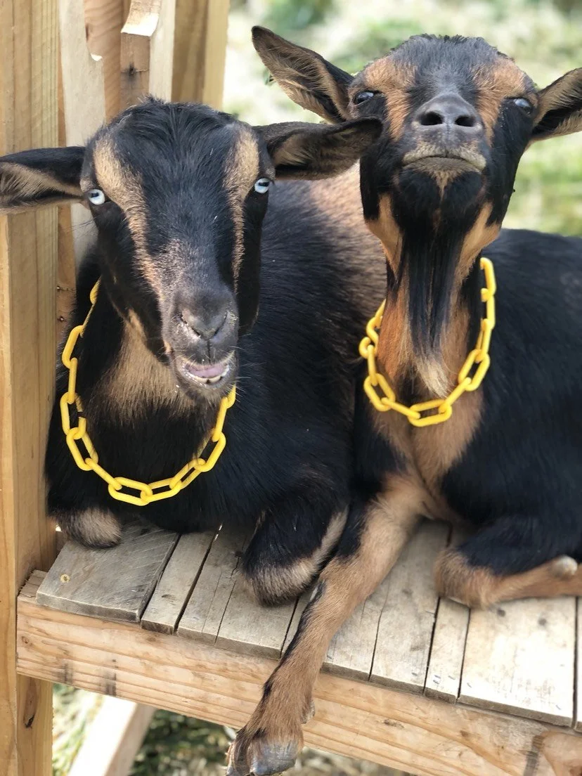 Male Goat (Klondike) and His Mother (Cadbury)