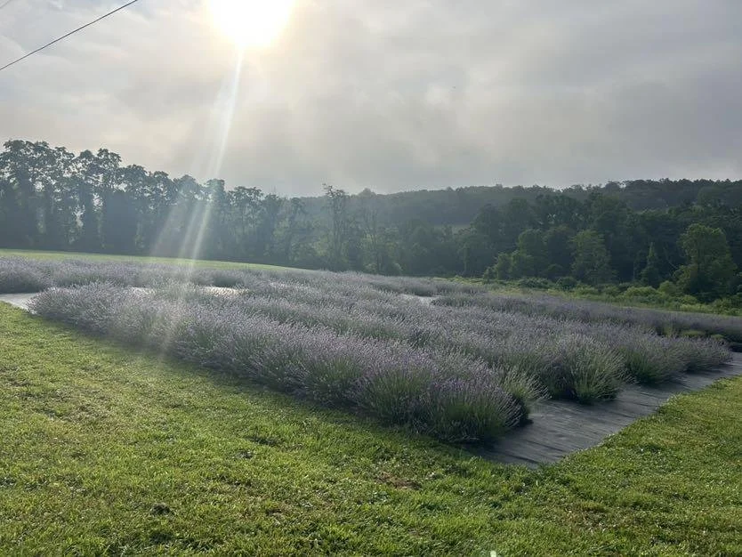Sunrise over Lavender Field