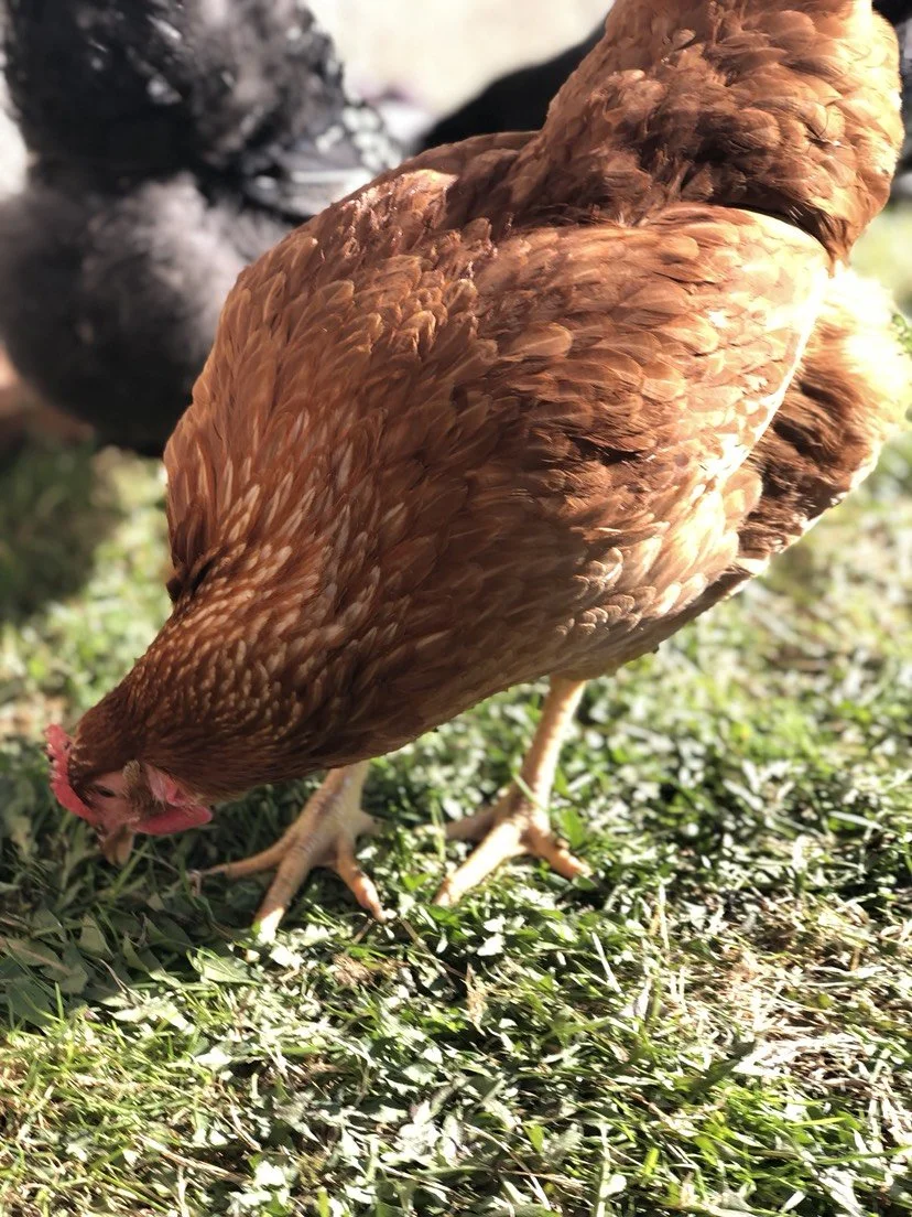 Chicken (Chestnut) Eating Grass