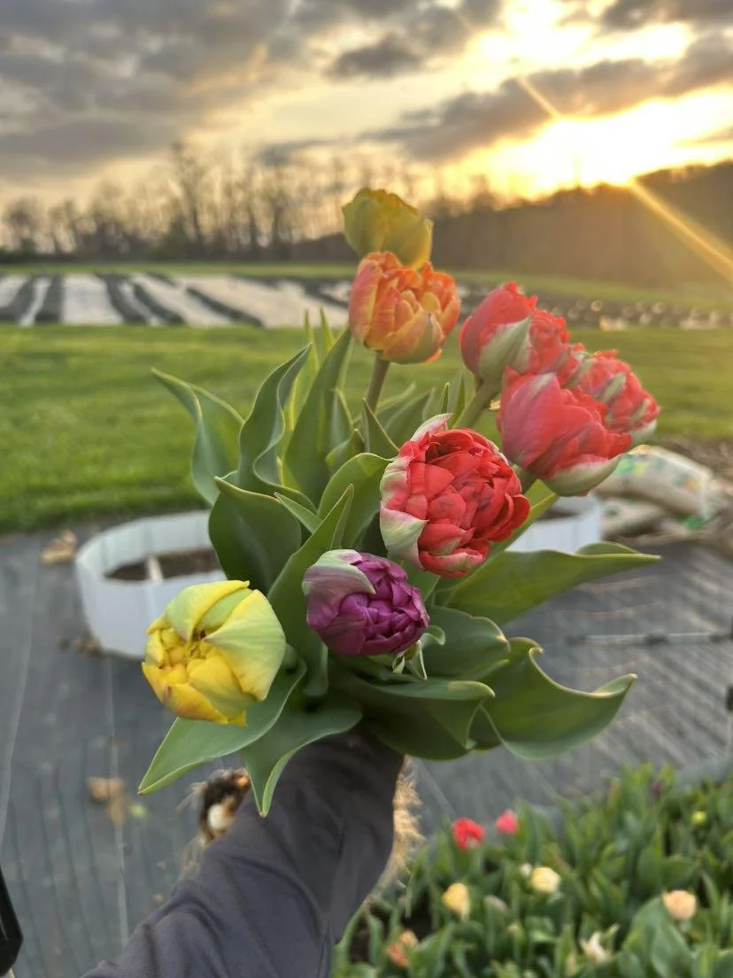Tulips at Sunrise