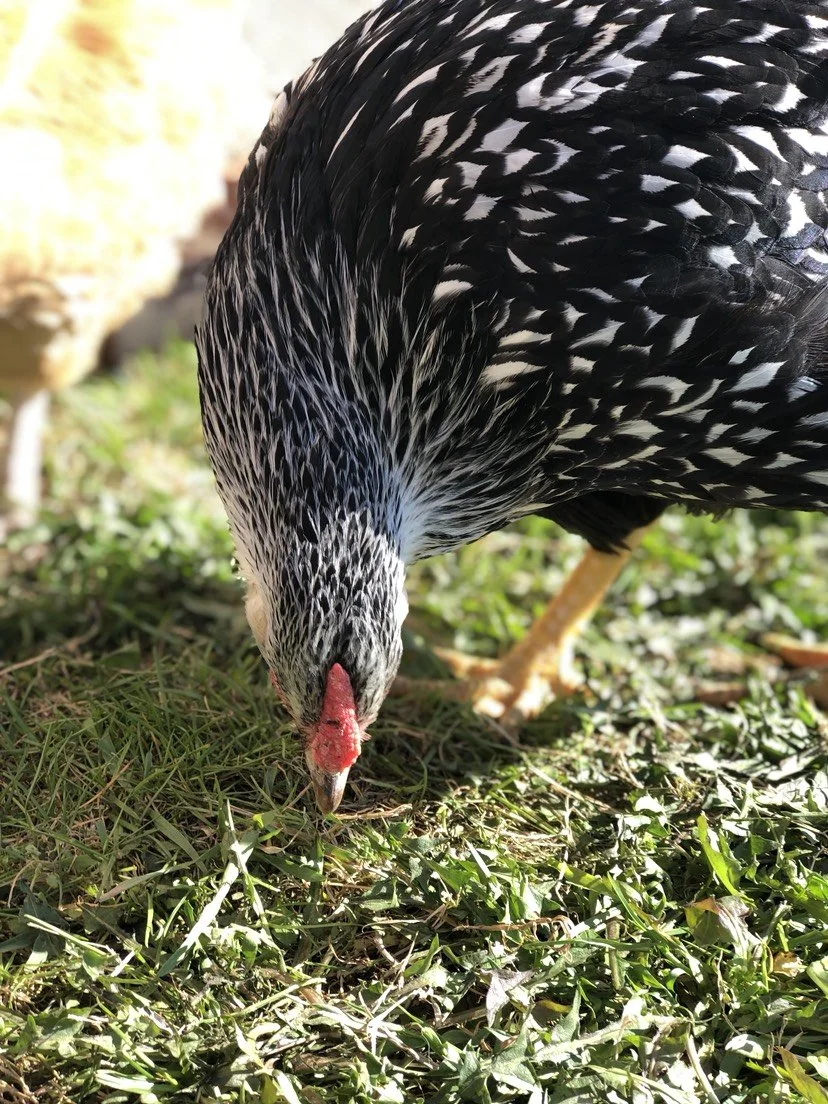 Chicken (Nutmeg) Eating Grass
