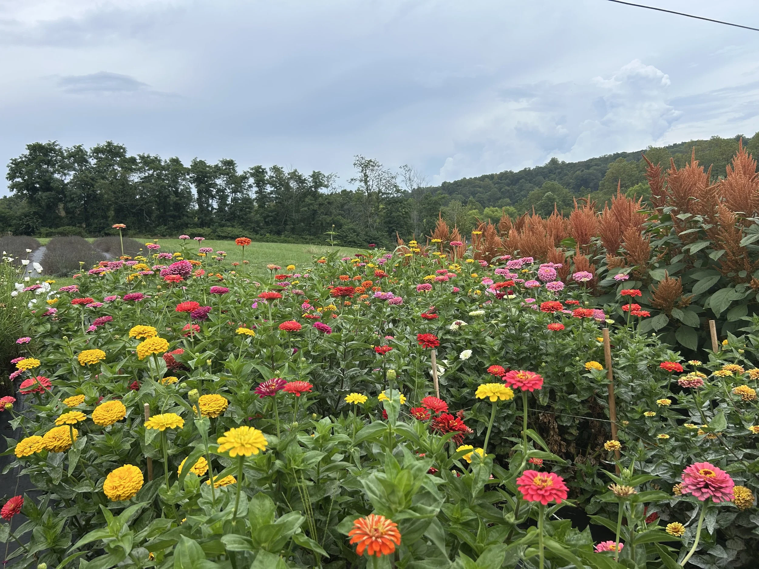 Flower field of zinnias