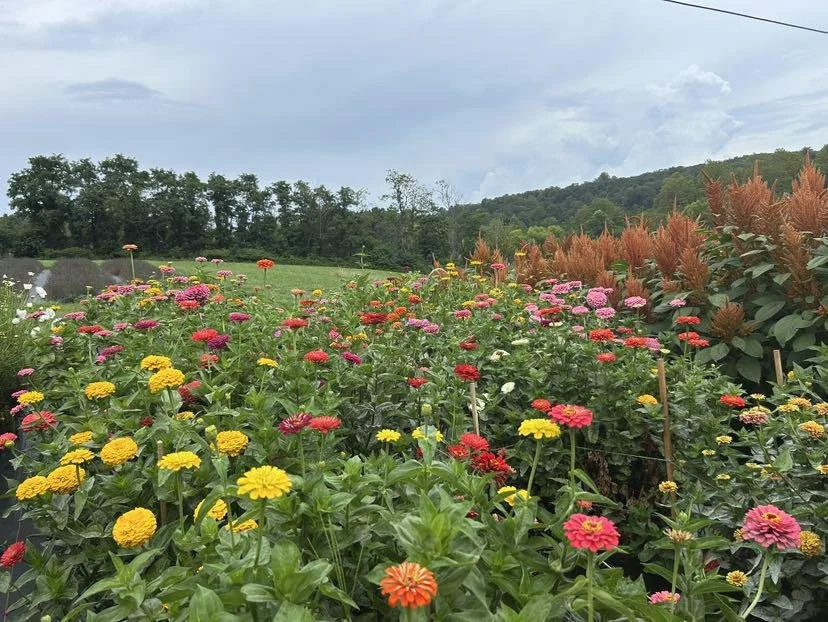 Zinnia Field