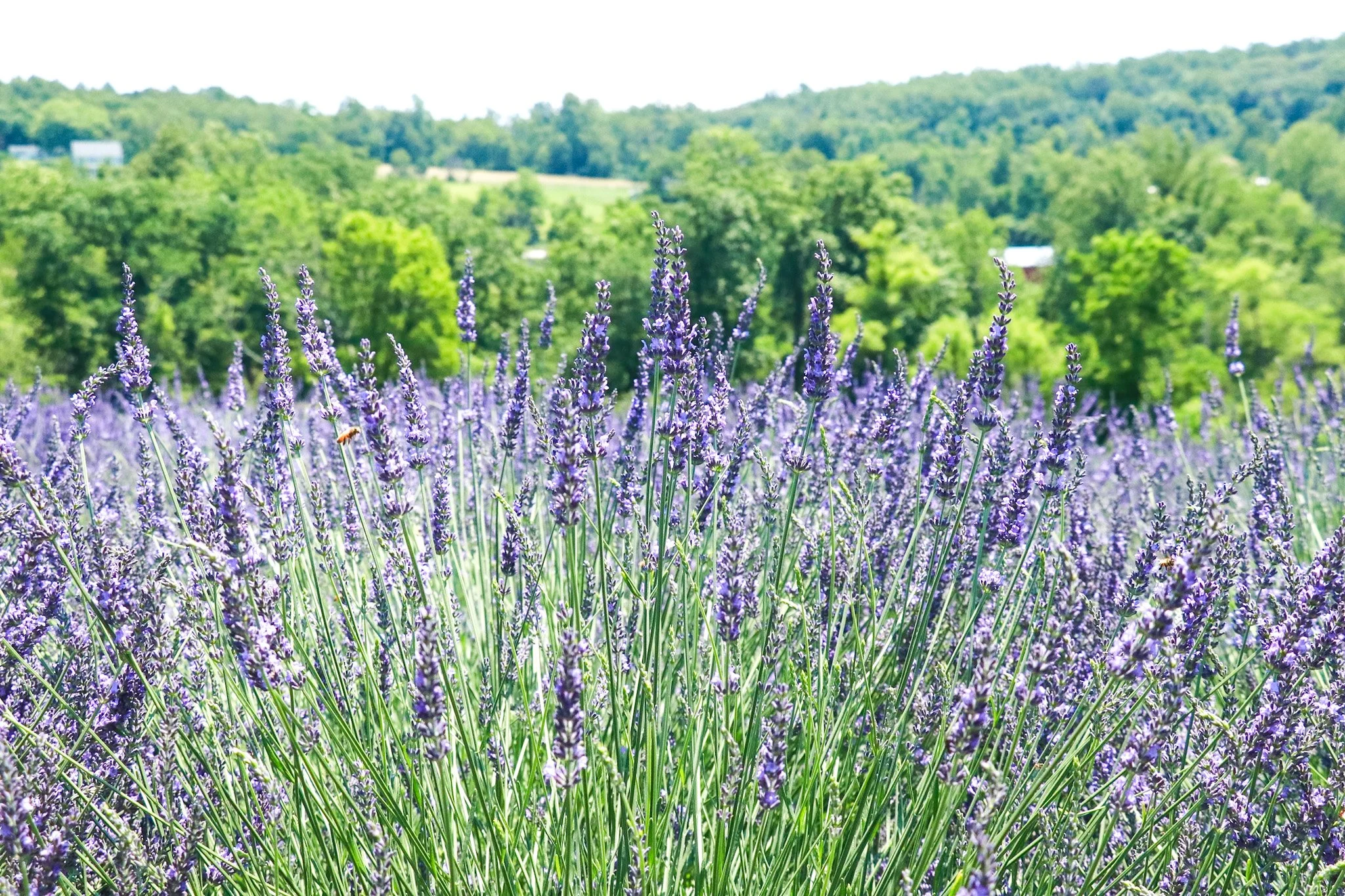Lavender Field