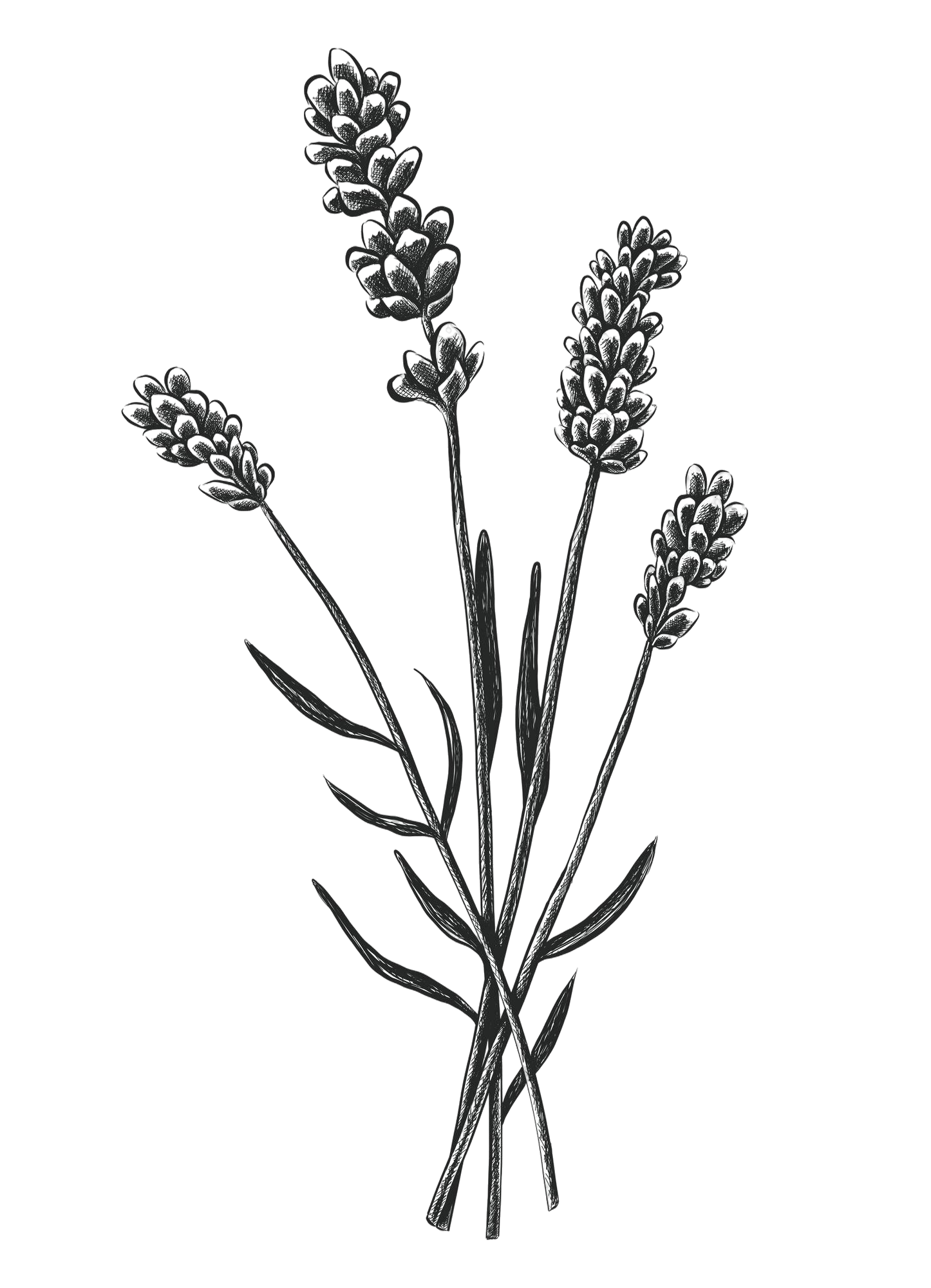 Black and white digital illustration of a bunch of lavender flowers with long stems and narrow leaves.