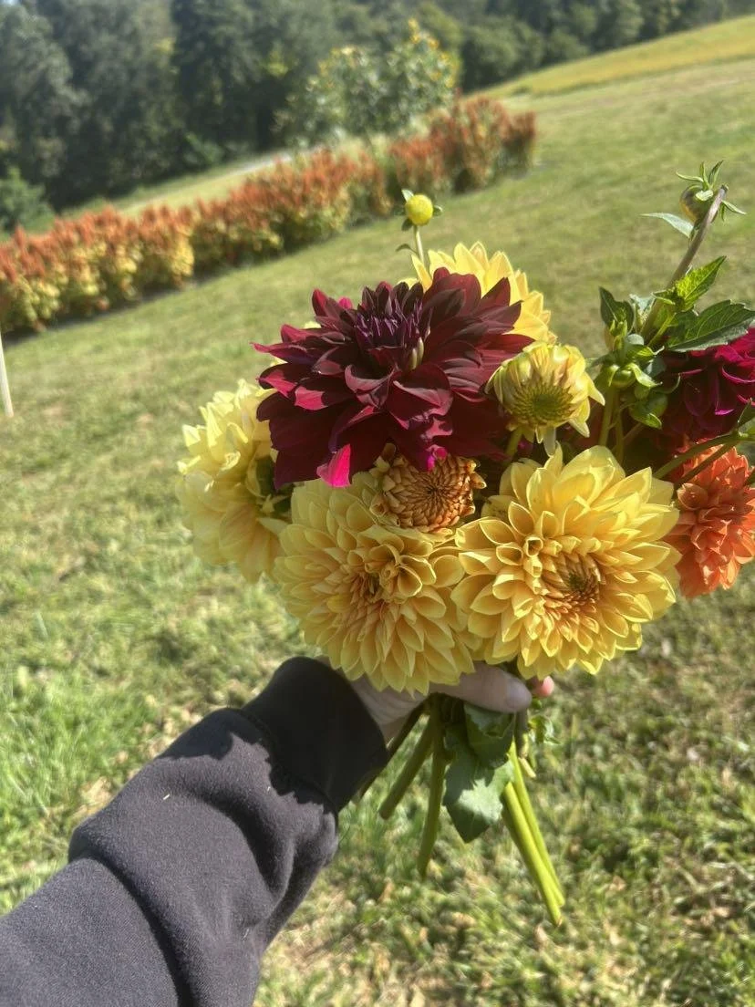 Yellow Dahlias with Burgundy Dahlia