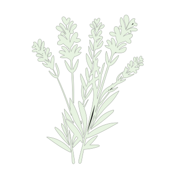A white illustration of a sprig of lavender on a black background.