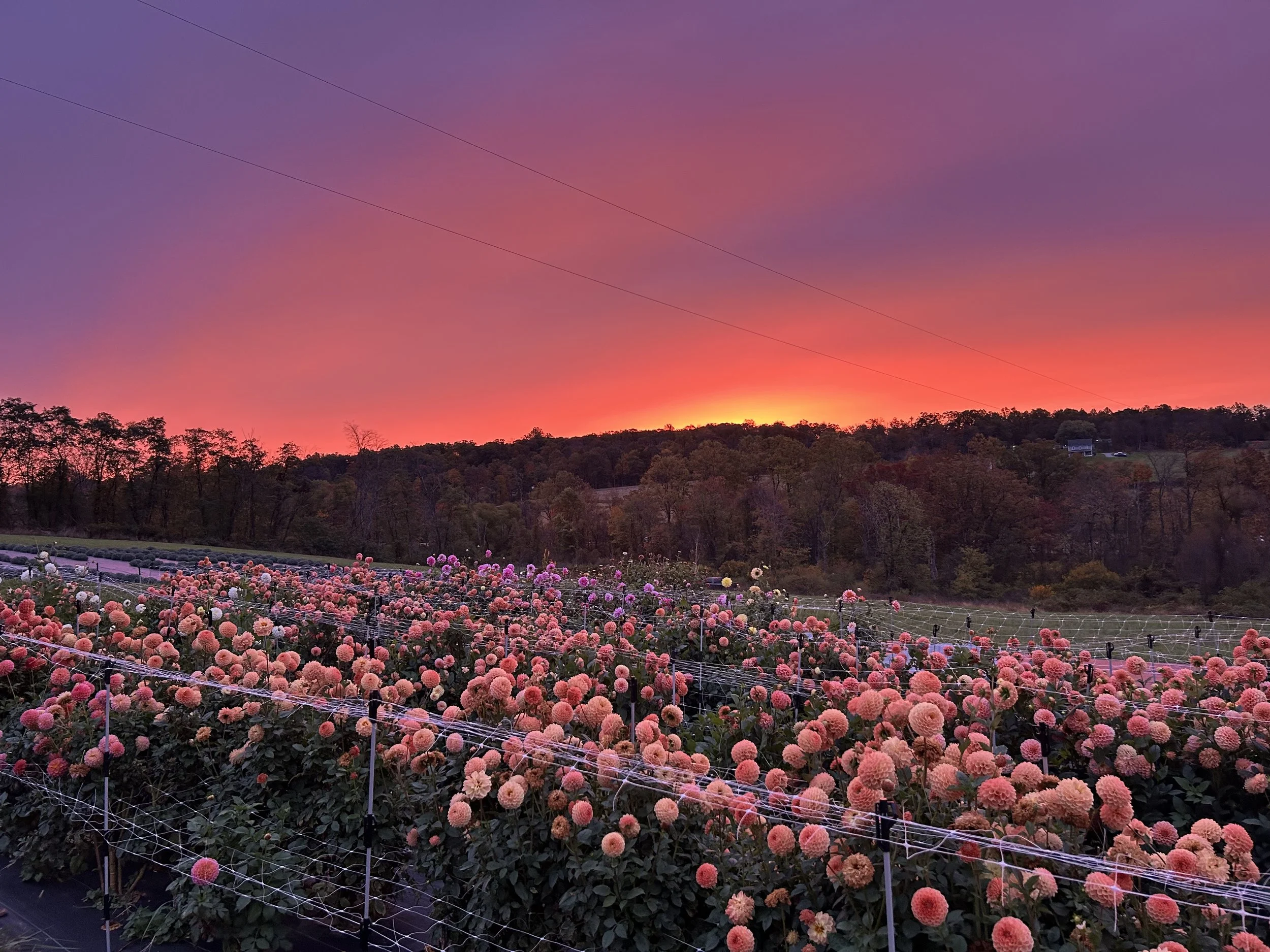 A vibrant sunset over a field of pink and peach-colored dahlias with a backdrop of trees.