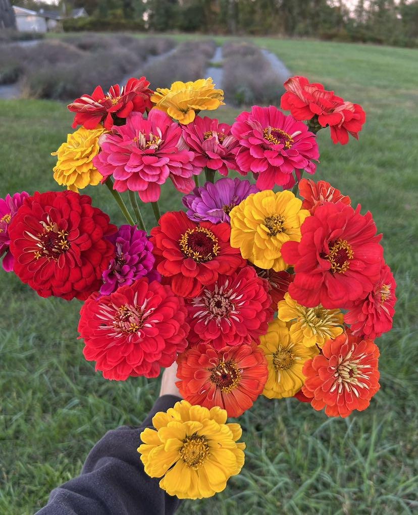 Colorful Zinnias