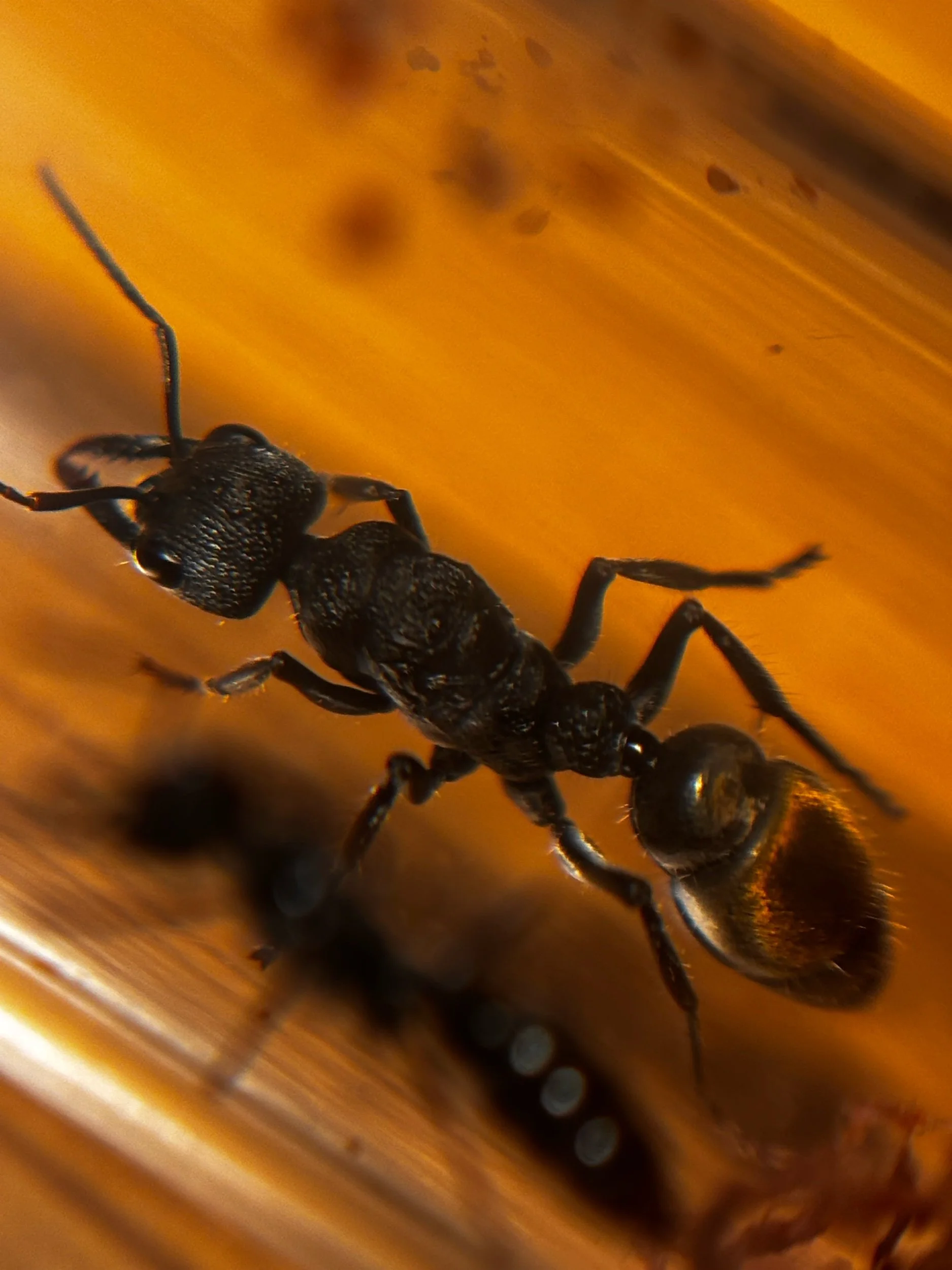 Myrmecia gilberti