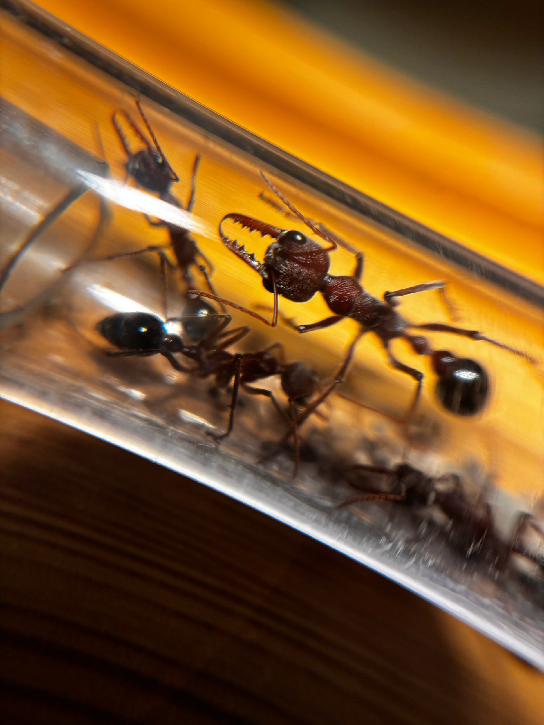 Myrmecia simillima (Red Morph) – 6 Worker Colony