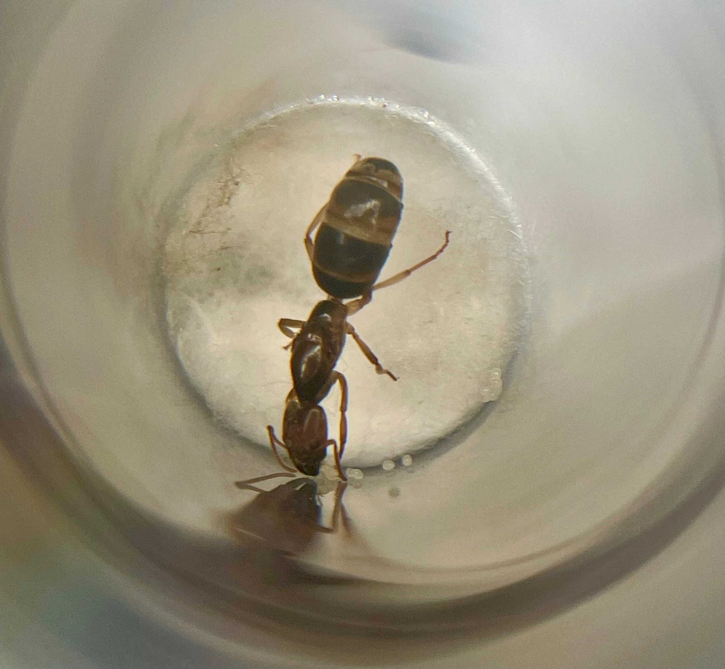 Anonychomyrma Biconvexa