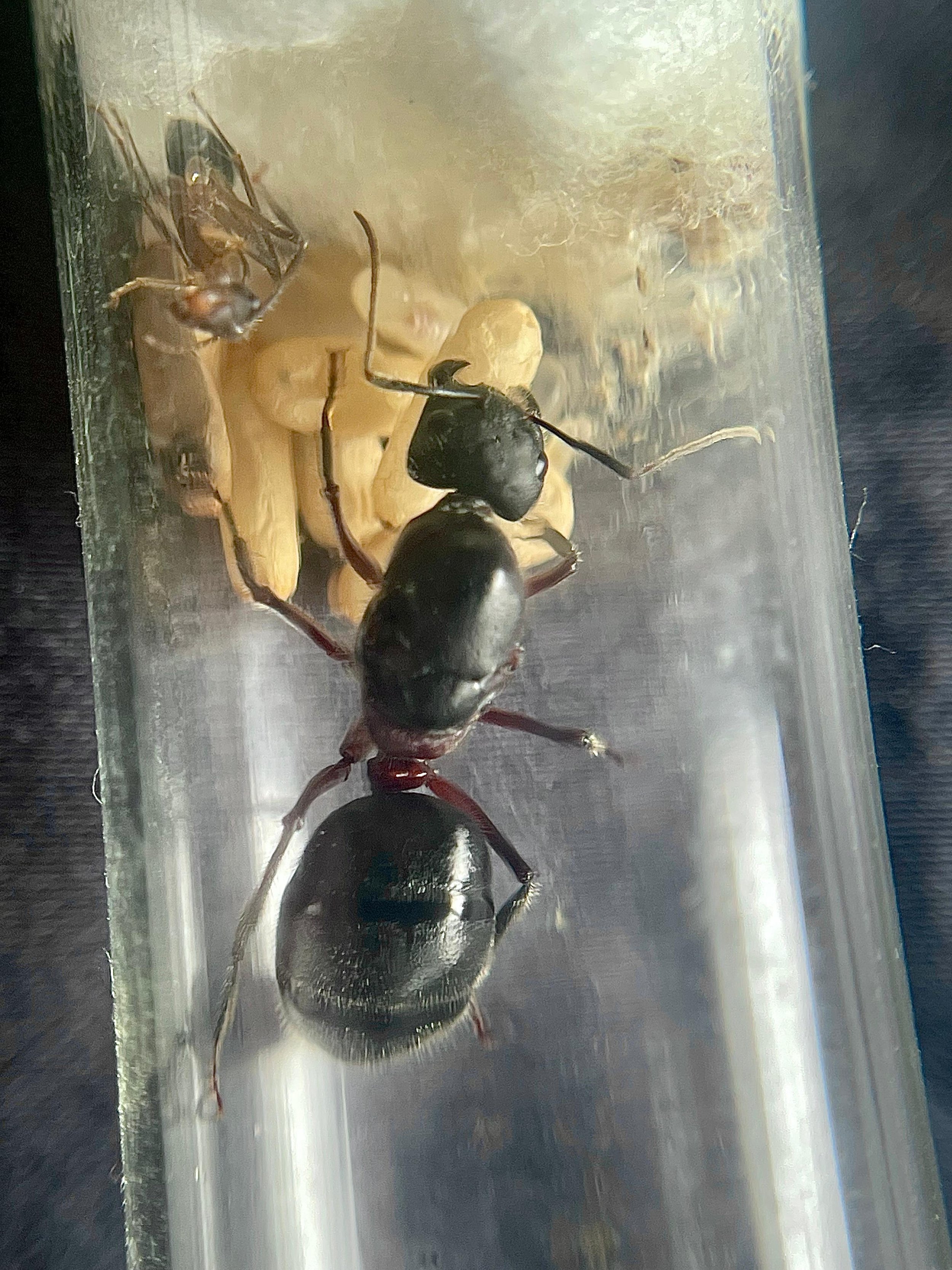 Camponotus Intrepidus