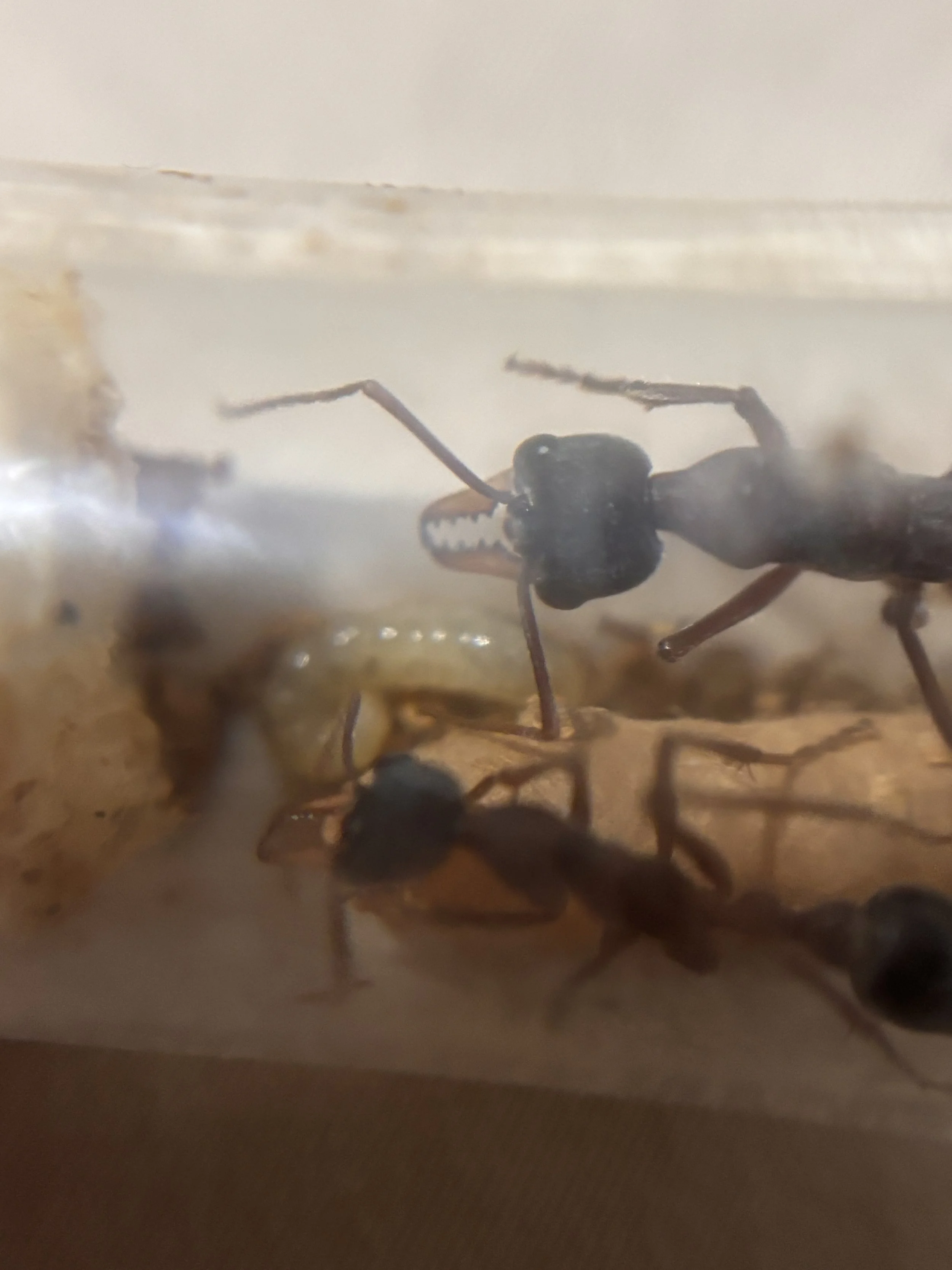 Myrmecia Species 17