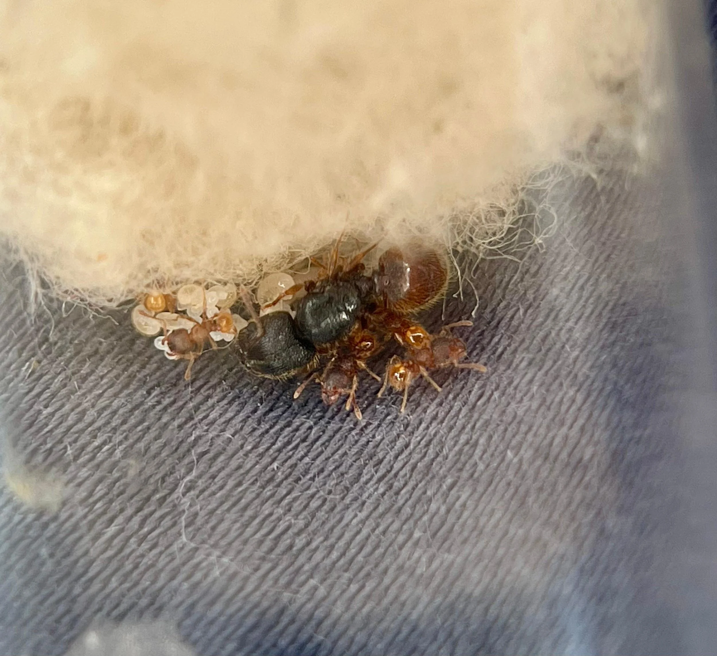 Ants with their larvae and pupae inside a nest