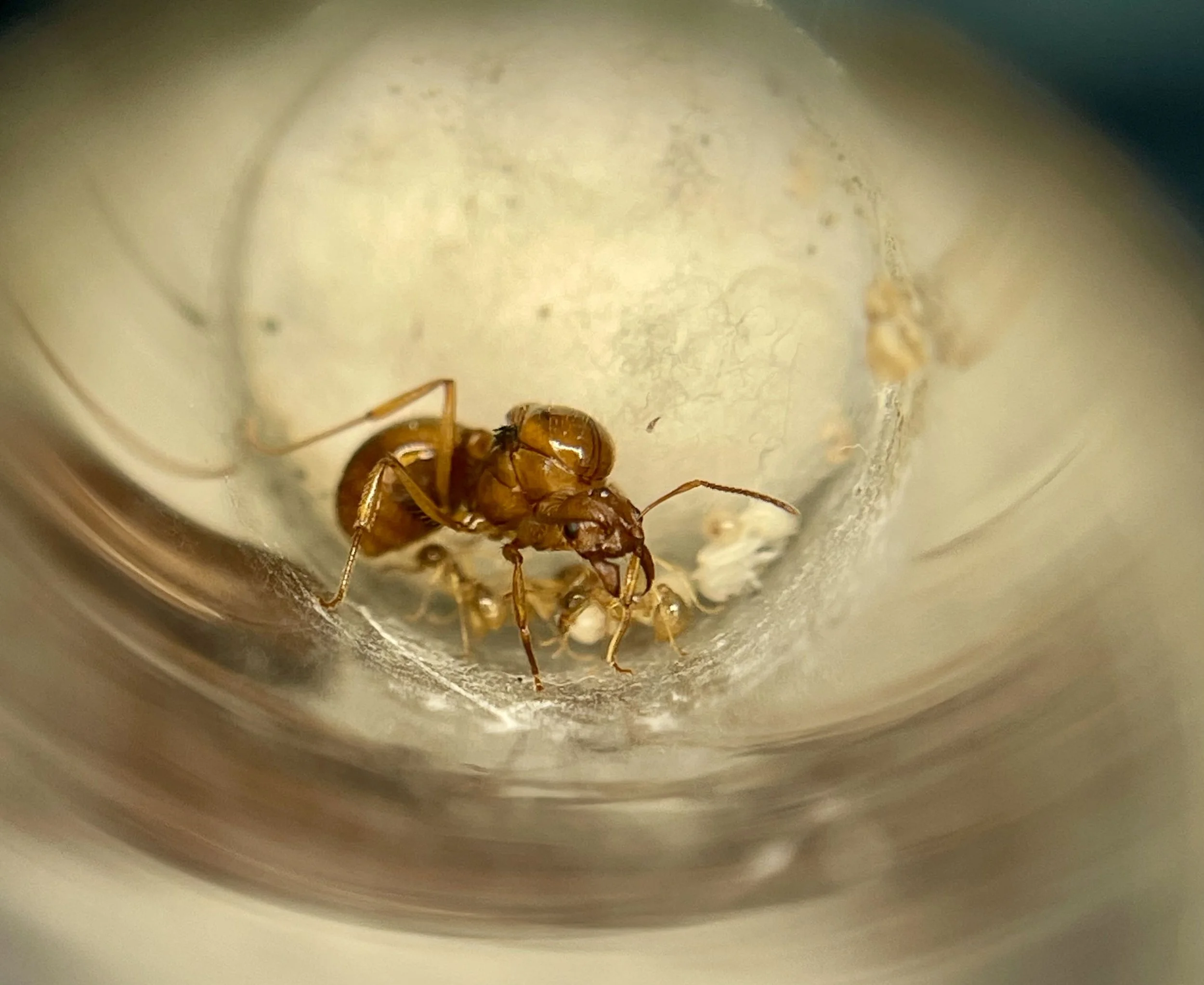 Close-up of an ant inside a small container, possibly with larvae or other tiny objects.
