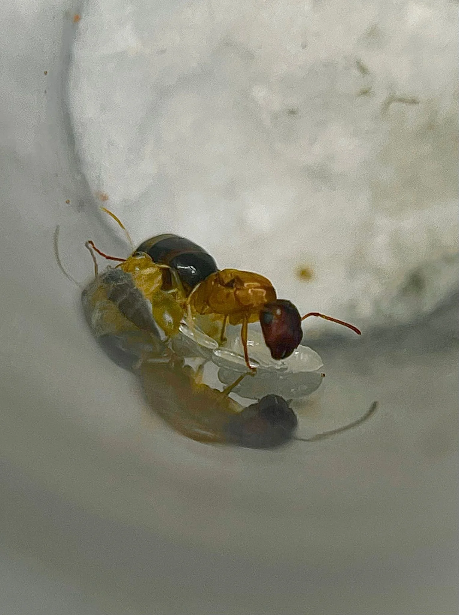 Colobopsis Macrocephala