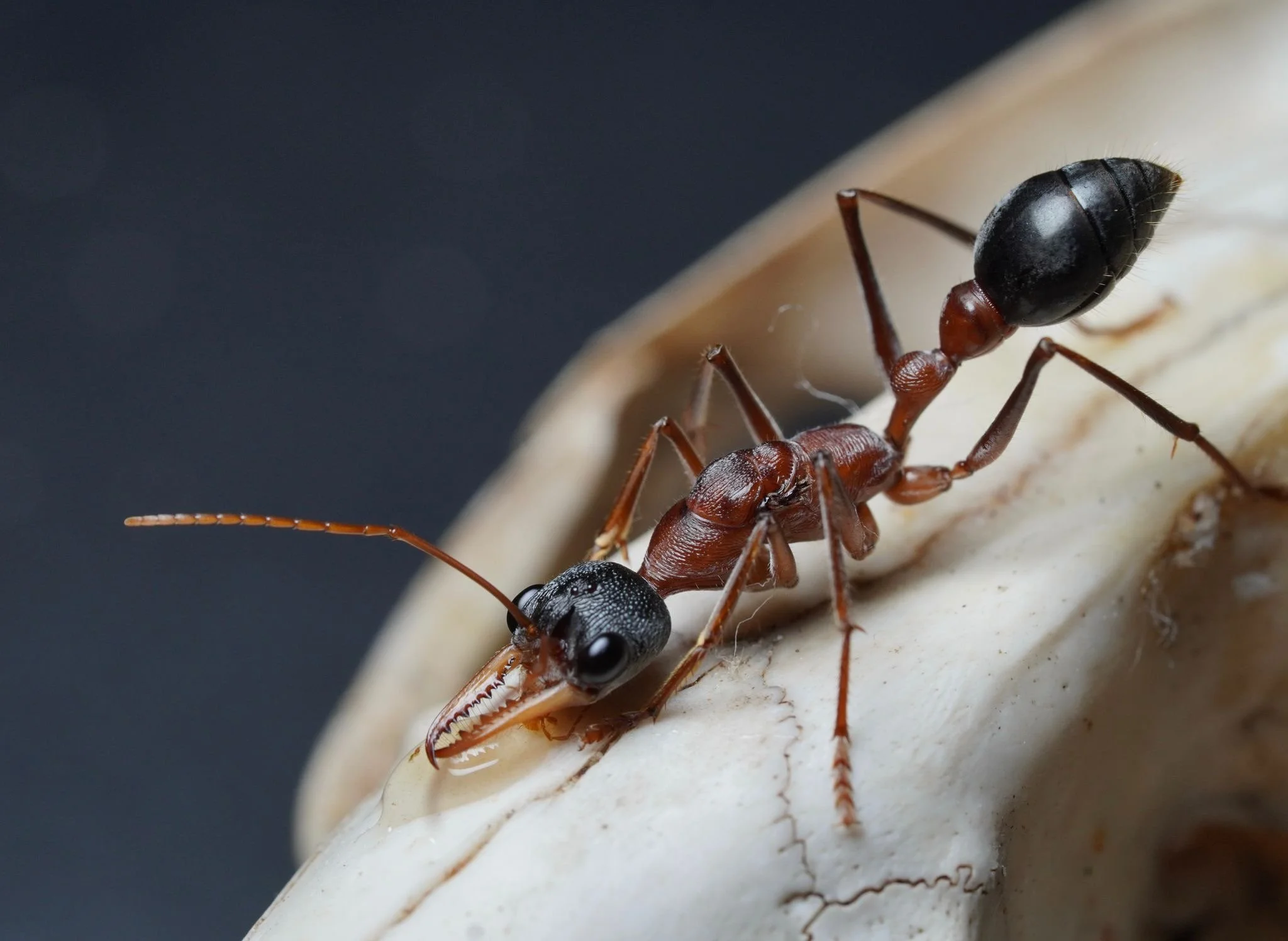 Close-up of an ant on a white surface, with a dark background.