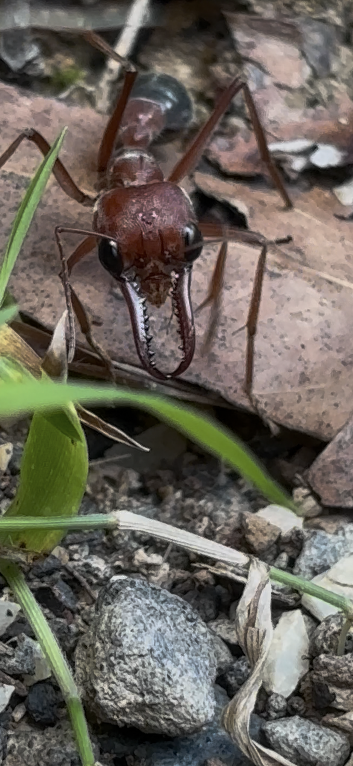Close-up of an ant with large mandibles on a rocky ground surrounded by small rocks, dirt, and green plants.