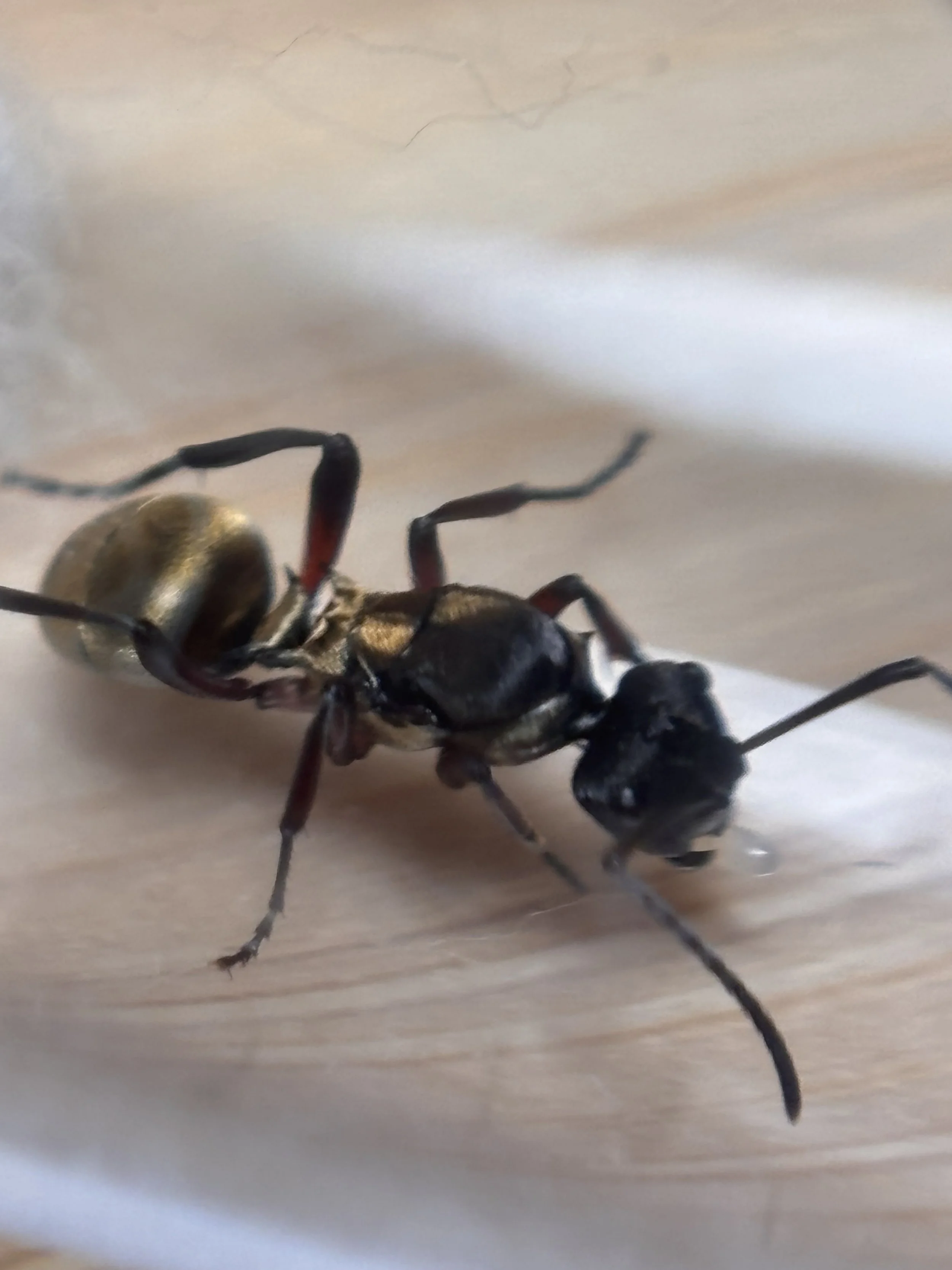 Polyrachis Rufifemur