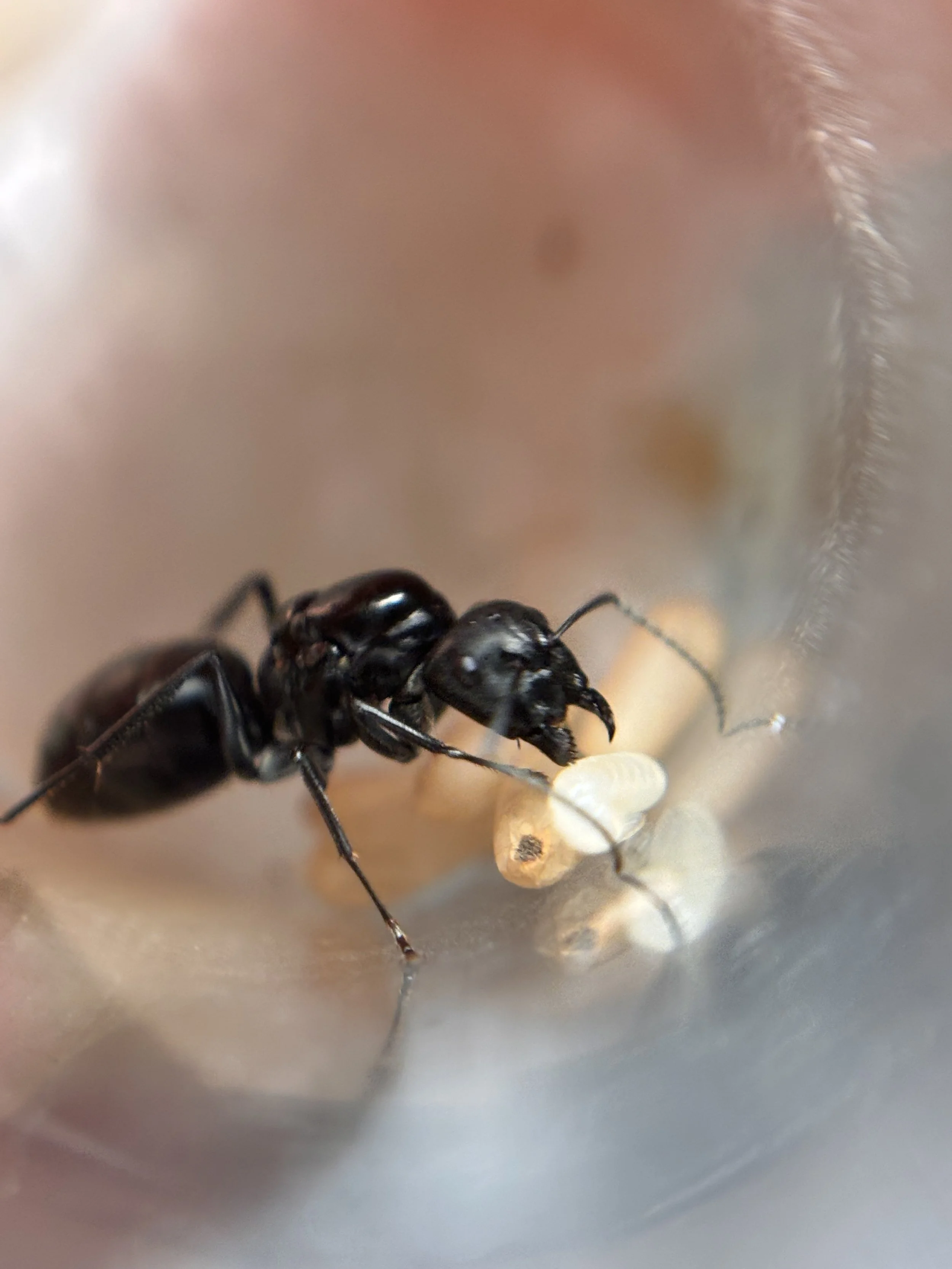 Camponotus Aeneopilosus