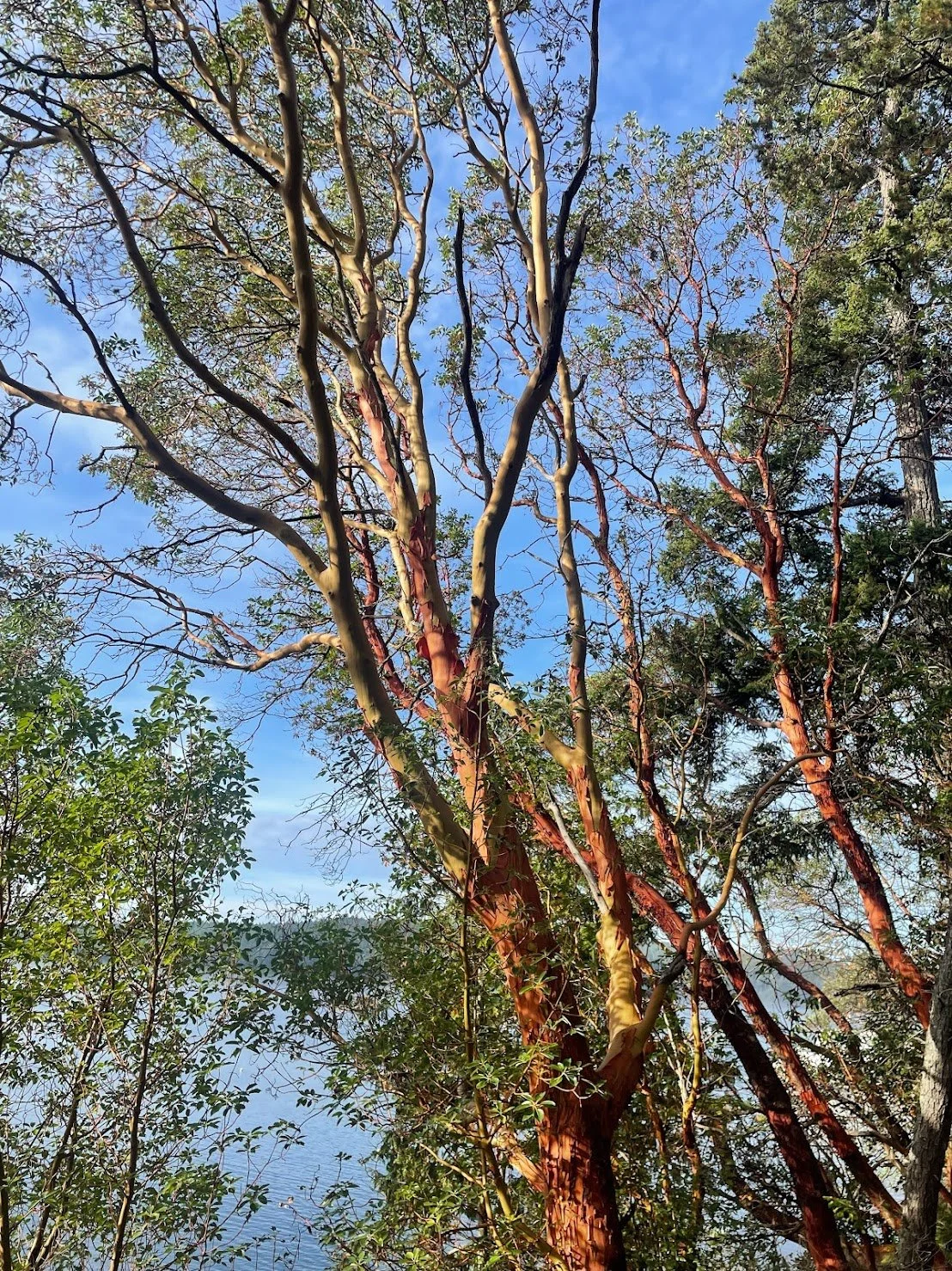 Pacific Madrone Tree