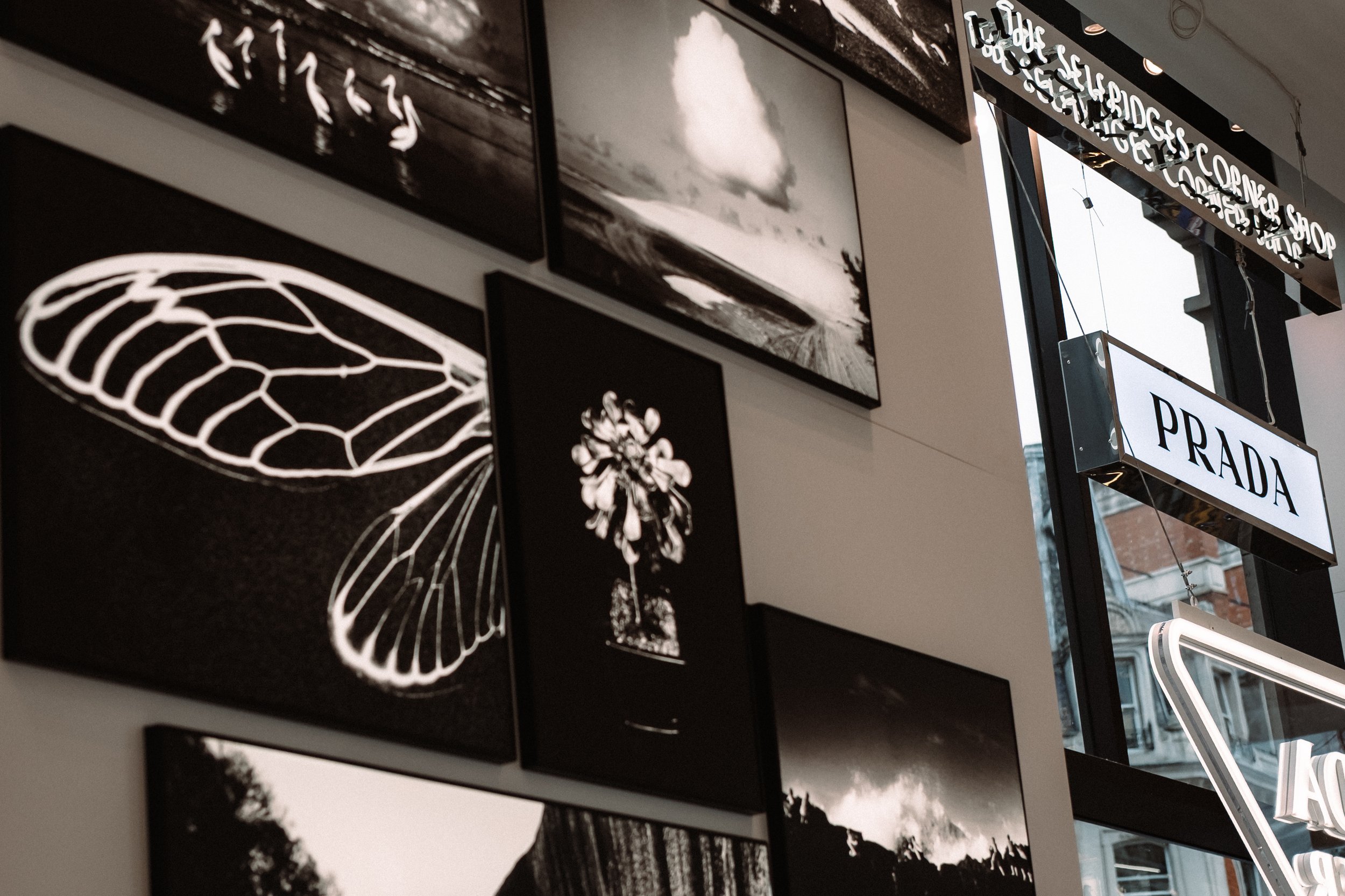 © 2026 LOWRI BURKINSHAW | PRADA X MAGNUM PHOTOS 'Witness in Nature' Exhibition at Selfridges Corner Shop, London