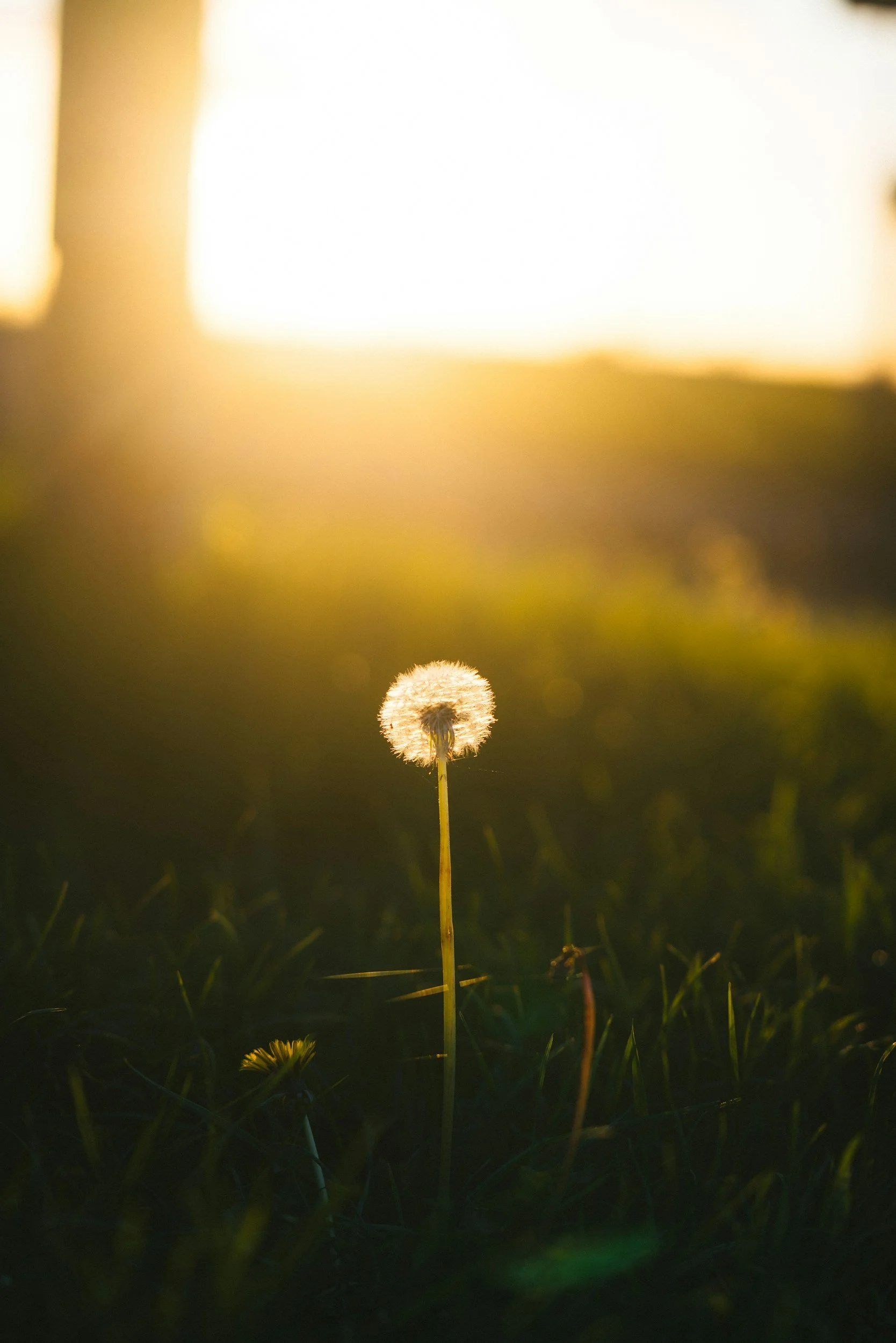 A dandelion seed head standing upright in grass during sunset or sunrise with warm backlighting.