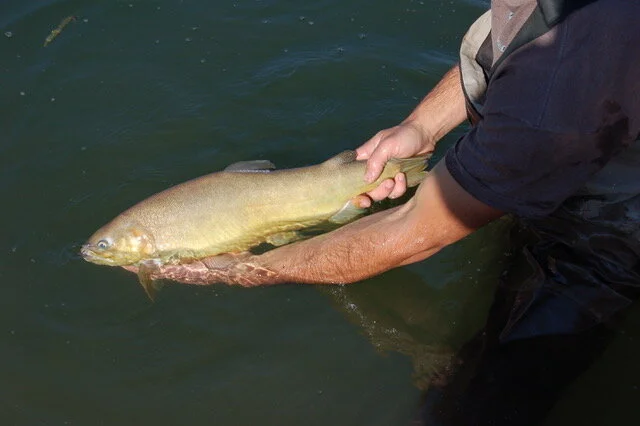 Person holding a large fish in shallow water.
