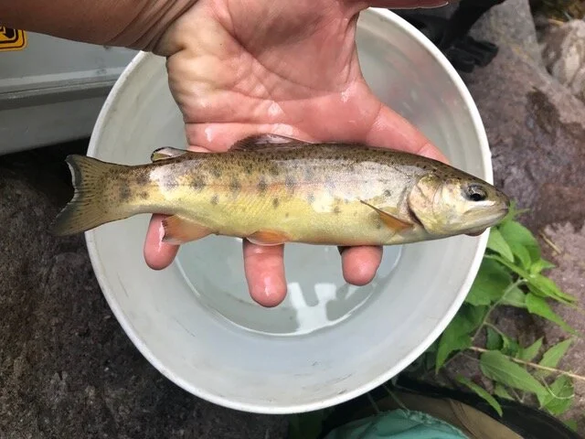 A person holding a small fish over a white bowl of water outdoors.