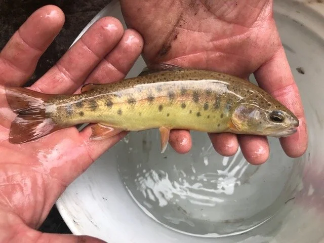 Person holding a small, colorful fish over a white container of water.