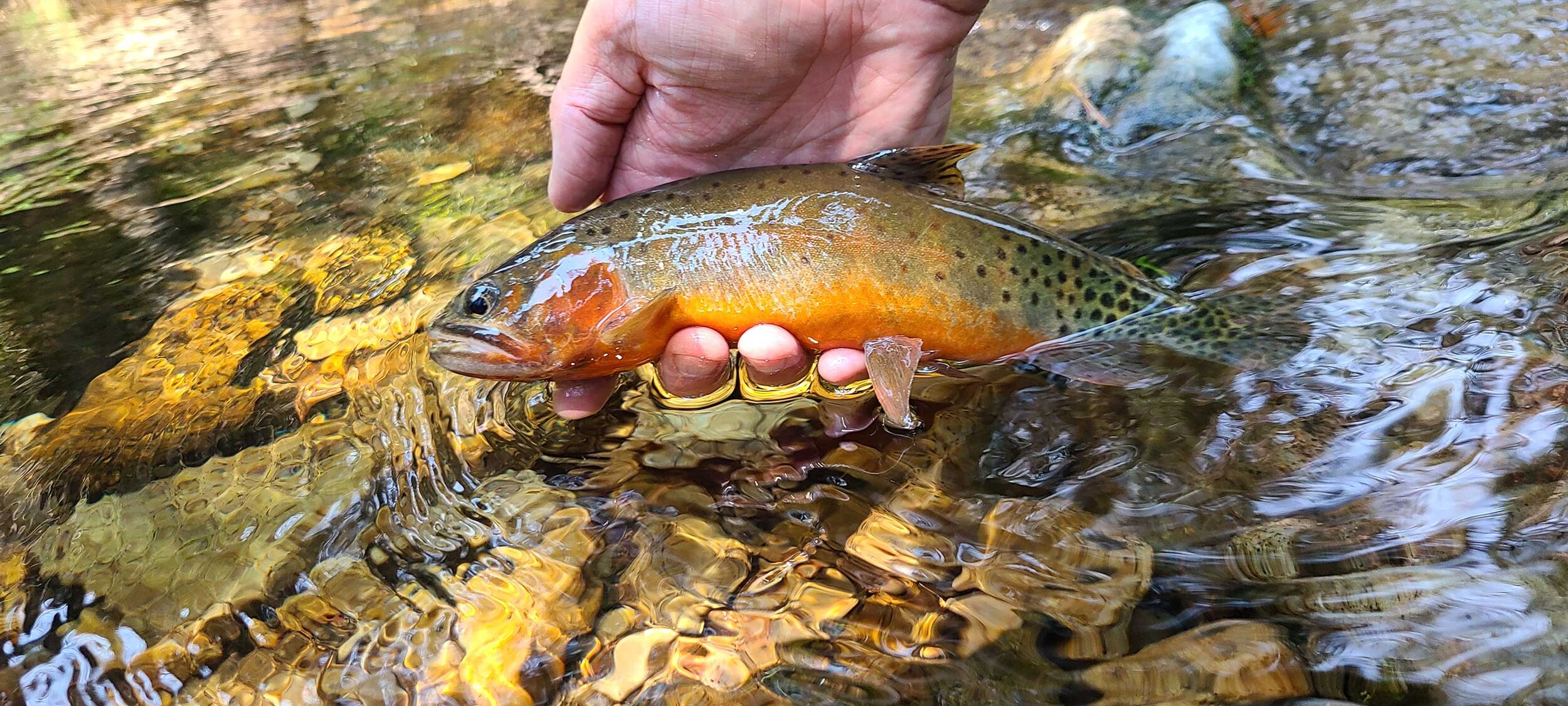 Rio Grande Cutthroat