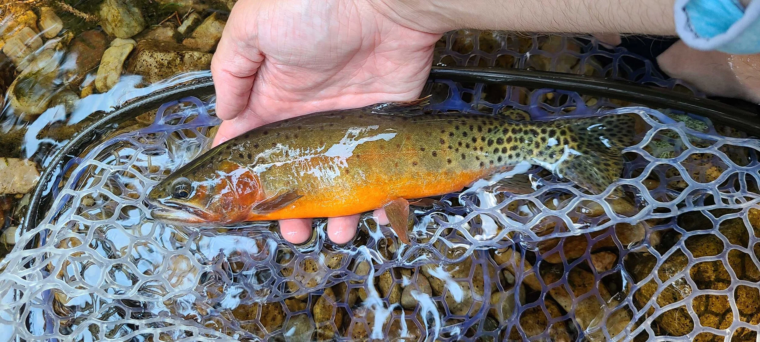 Rio Grande Cutthroat