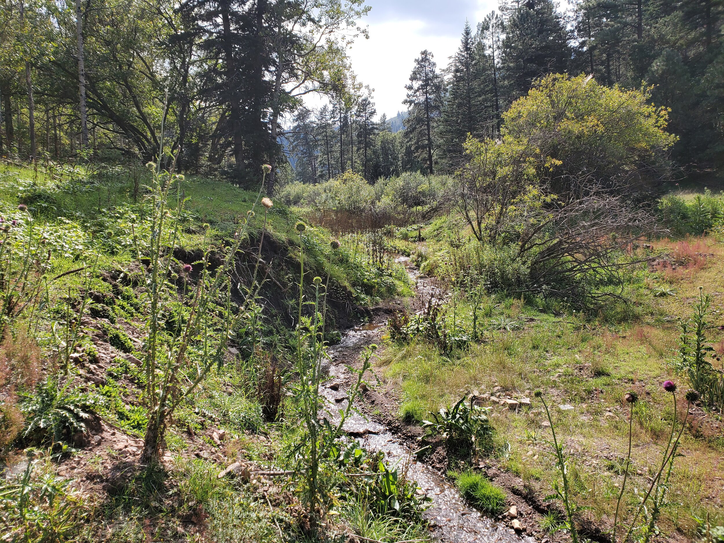 Lincoln National Forest