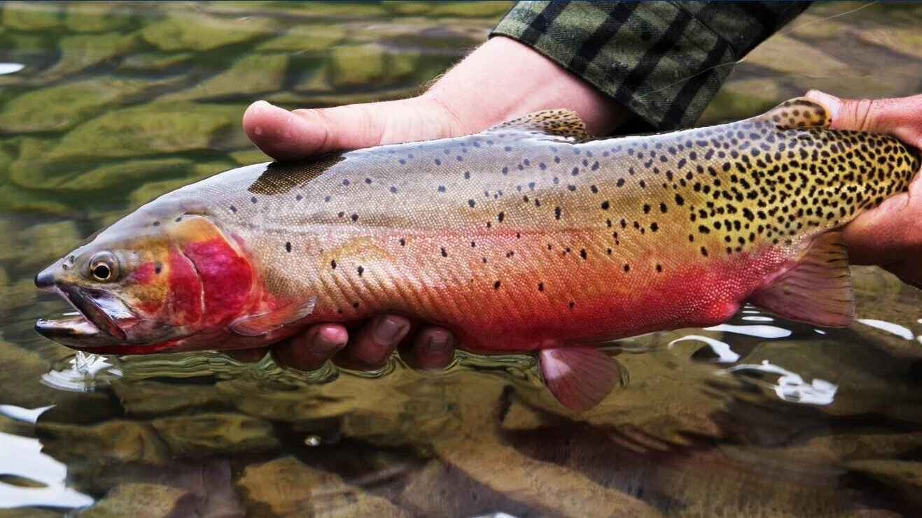 Rio-Grande-Cutthroat-Trout.jpg