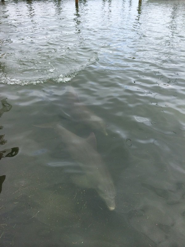 Dolphin Surfacing at Dock