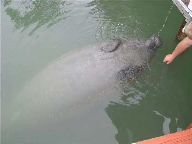 Manatee Surfacing at Dock