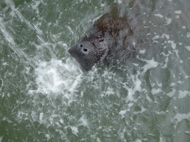 Manatee Surfacing at the Dock