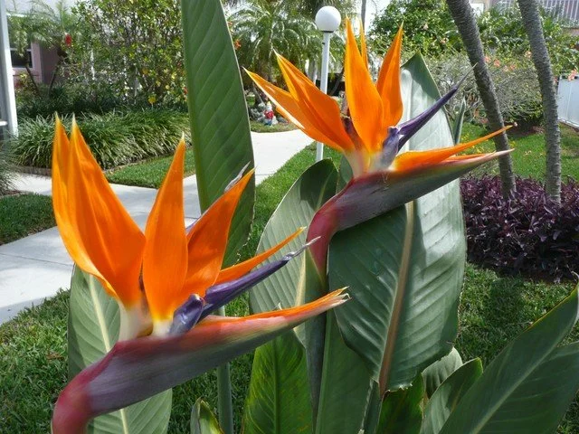 Florals at East Shore Resort