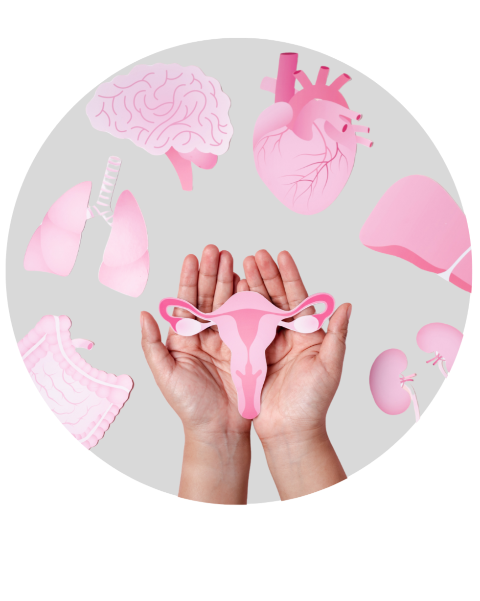 Hands holding a paper cutout of the female reproductive system with illustrations of a brain, heart, lungs, liver, stomach, kidneys, and intestines surrounding it. Women's health, PAP test, hormone testing. menopause, perimenopause.