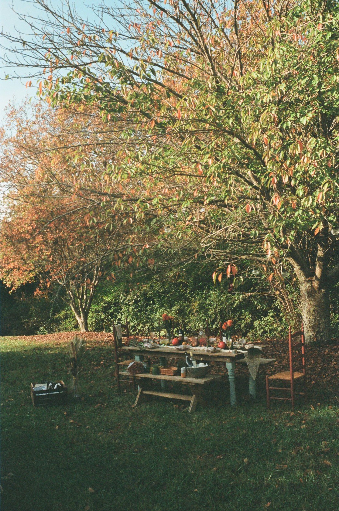 Outdoor autumn scene with a large tree with fall foliage, a picnic table decorated with pumpkins and fall decor, and chairs around the table on a grassy lawn, with leaves scattered on the ground.