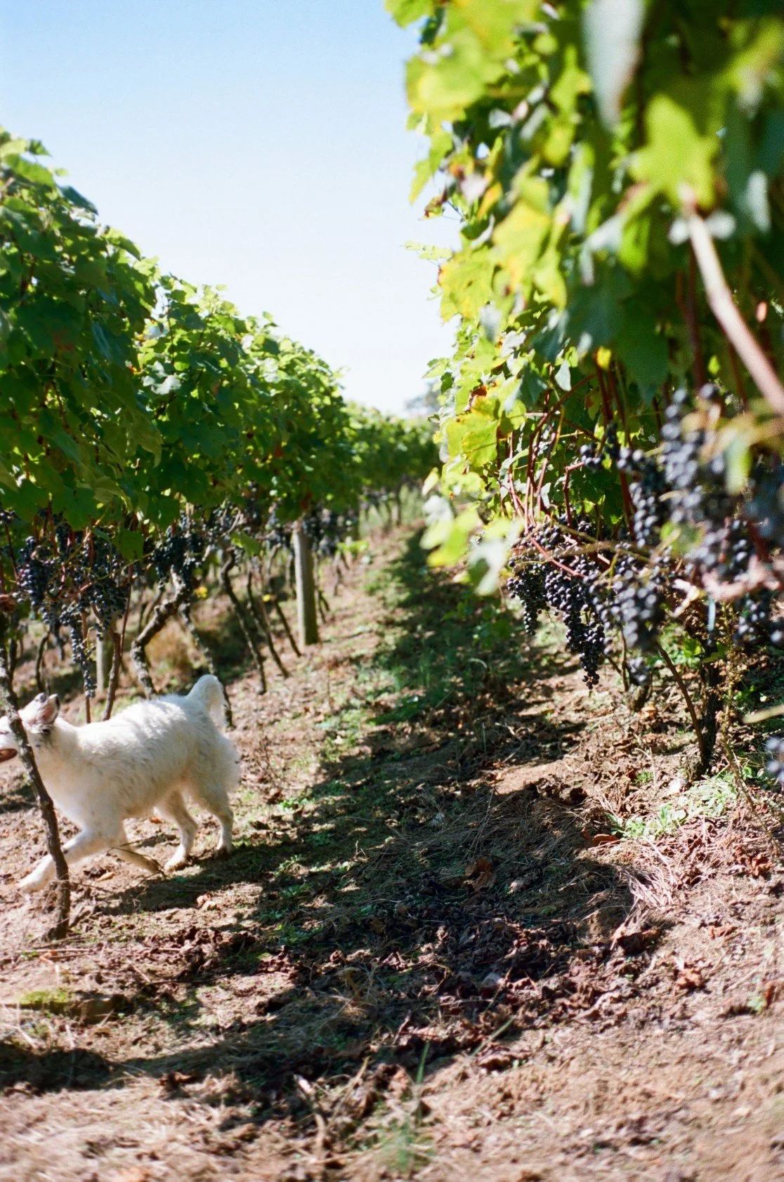 A vineyard with lush green grapevines and bunches of dark grapes hanging from the vines. A white cat is walking along the dirt path between the rows of vines.
