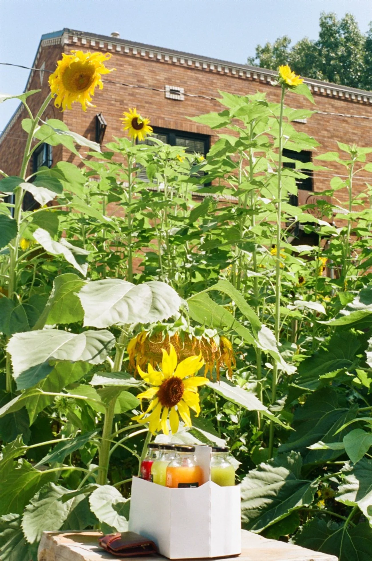 Sunflowers growing in front of a brick building on a bright, sunny day. There are jars of drinks and an open wallet on a wooden surface in the foreground.